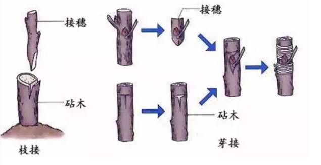 原来普通柑皮和新会陈皮之间有如此大的区别！