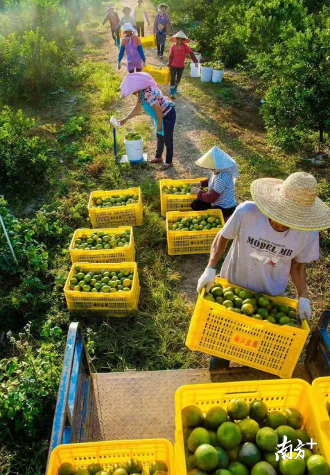 忙碌着采摘新会柑的果农（图片来源：新会陈皮国家现代农业产业园）